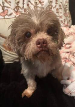Macchiato -  Shih Tzu Dog for Adoption in Buford, Georgia - Macchiato | PetCurious