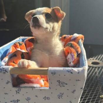 Phoebe -  Mixed Breed Dog for Adoption in Buffalo, Minnesota - Phoebe | PetCurious