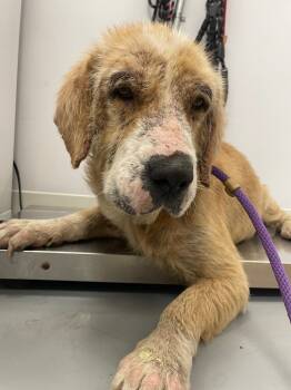 Rescue Labrador Retriever and Chow Chow Dogs for Adoption in Hartsville, South Carolina - Jerry | PetCurious