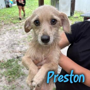 Preston -  Chihuahua and Terrier Dog for Adoption in Tampa, Florida - Preston | PetCurious