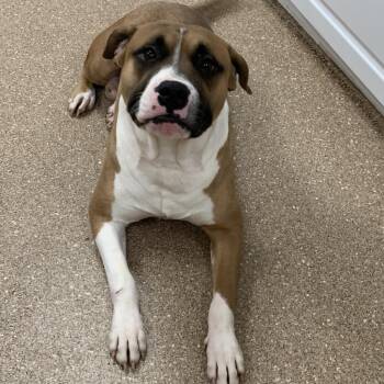 Mixed Breed Dogs Available for Adoption in Titusville, Florida - Timon | PetCurious