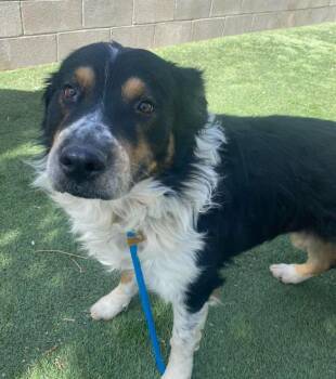 Australian Shepherd and Bernese Mountain Dog Dogs Available for Adoption in Sedalia, Colorado - Poncho | PetCurious