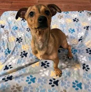 Rescue Chihuahua and Dachshund Dogs for Adoption in Benbrook, Texas - Butters | PetCurious