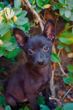 Chihuahua Dogs Available for Adoption in San Diego, California - Pepita | PetCurious