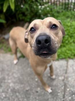 Labrador Retriever and Mixed Breed Dogs Available for Adoption in New Orleans, Louisiana - Artie | PetCurious