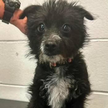 Nala D12299 -  Terrier Dog for Adoption - Nala D12299 | PetCurious