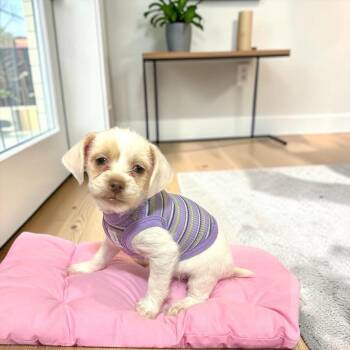 Frito -  Chihuahua Dog for Adoption in Fort Worth, Texas - Frito | PetCurious