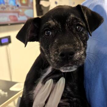 Mixed Breed Dogs Available for Adoption - Troy | PetCurious