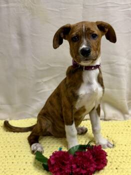 German Shepherd Dog and Terrier Dogs Available for Adoption - Hot Fries The Mixed Breed Puppy! | PetCurious