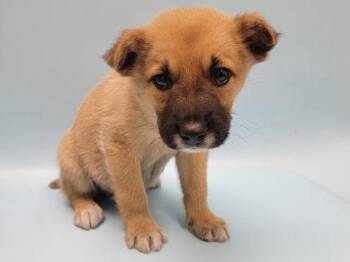 Genesis -  German Shepherd Dog and Mixed Breed Dog for Adoption in Minneapolis, Minnesota - Genesis | PetCurious