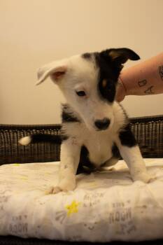 Ringo -  Australian Shepherd Dog for Adoption in Neillsville, Wisconsin - Ringo | PetCurious