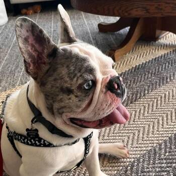 Banjo -  French Bulldog Dog for Adoption in Calgary, Alberta - Banjo | PetCurious