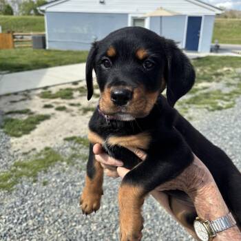 Rottweiler Dogs Available for Adoption in Gloucester, Virginia - Repunzel | PetCurious