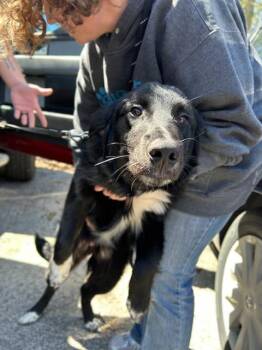 Golden Retriever and Australian Shepherd Dogs Available for Adoption in Muskegon, Michigan - Remi | PetCurious