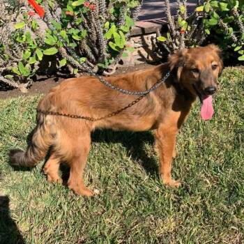 Collie Dogs Available for Adoption - Coquette | PetCurious