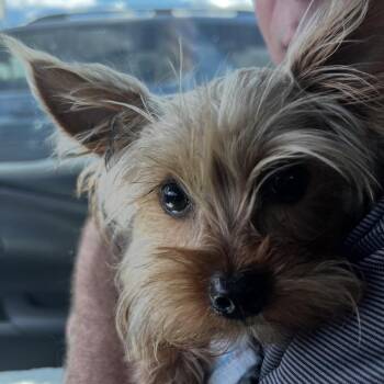 Buddy Biggie Smalls aka Buddy McNugget -  Yorkshire Terrier Dog for Adoption in Venice, Florida - Buddy Biggie Smalls Aka Buddy McNugget | PetCurious