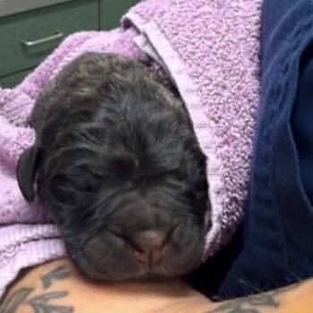 Myles -  Cane Corso Dog for Adoption in Manchester, Pennsylvania - Myles | PetCurious