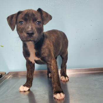 Cherry -  Pit Bull Terrier Dog for Adoption in Jefferson City, Tennessee - Cherry | PetCurious