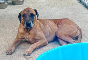 Cooper White -  Mixed Breed and Great Dane Dog for Adoption in Princeton, Indiana - Cooper White | PetCurious