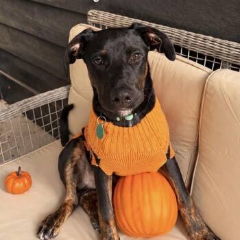Netflix -  Mixed Breed Dog for Adoption in Columbia, South Carolina - Netflix | PetCurious