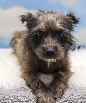 Rescue Wirehaired Terrier Dogs for Adoption in Casa Grande, Arizona - Carson | PetCurious