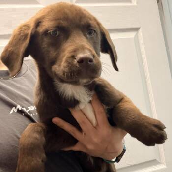 Mixed Breed Dogs Available for Adoption - Jackie | PetCurious