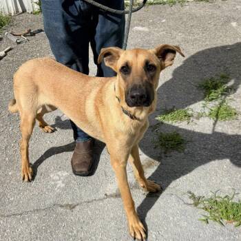 Dobbie -  Great Dane and Mixed Breed Dog for Adoption in Washington, District Of Columbia - Dobbie | PetCurious
