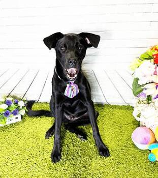 Rescue Labrador Retriever Dogs for Adoption in Castro Valley, California - CRISTO | PetCurious