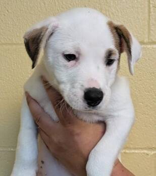 Rally -  Mixed Breed Dog for Adoption in Bellingham, Washington - Rally | PetCurious