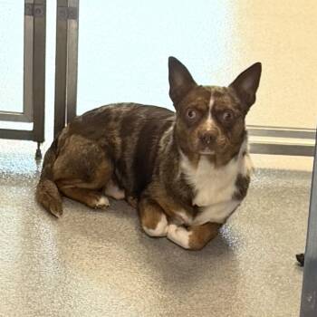 Spencer -  Mixed Breed Dog for Adoption in Indianapolis, Indiana - Spencer | PetCurious