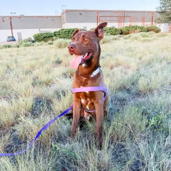 724 (2026) Moose -  Chocolate Labrador Retriever and Mixed Breed Dog for Adoption in Parker, Colorado - 724 (2026) Moose | PetCurious