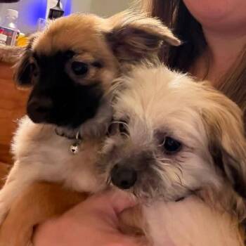 Morty (Benefactor Puppy) -  Maltese and Chihuahua Dog for Adoption in New Orleans, Louisiana - Morty (Benefactor Puppy) | PetCurious