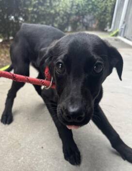 Labrador Retriever and Mixed Breed Dogs Available for Adoption in Conway, South Carolina - Trout | PetCurious