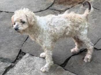 Onion -  Shih Poo and Maltipoo Dog for Adoption in Creston, California - Onion | PetCurious