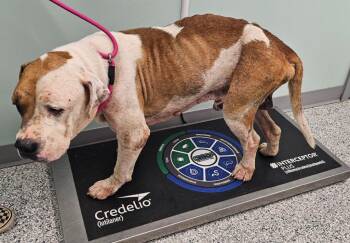 Gerald -  Terrier Dog for Adoption in Athens, Tennessee - Gerald | PetCurious