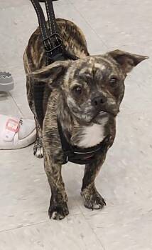 Chihuahua and Maltese Dogs Available for Adoption in Town 