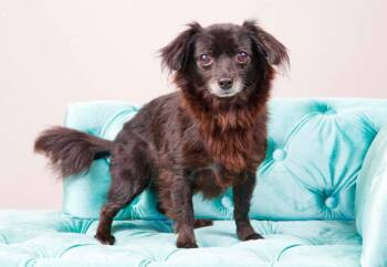 Stacy -  Chihuahua Dog for Adoption in Hobart, Wisconsin - Stacy | PetCurious
