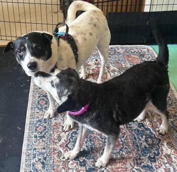 Zane -  Terrier Dog for Adoption in Ceres, Virginia - Zane | PetCurious