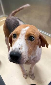 Delmar -  Treeing Walker Coonhound Dog for Adoption in Burgaw, North Carolina - Delmar | PetCurious