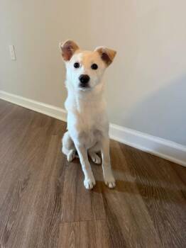Labrador Retriever and Shiba Inu Dogs Available for Adoption - Ivory | PetCurious