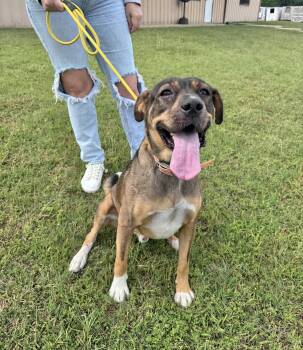 Chaka -  Boxer Dog for Adoption in Manchester, Connecticut - Chaka | PetCurious