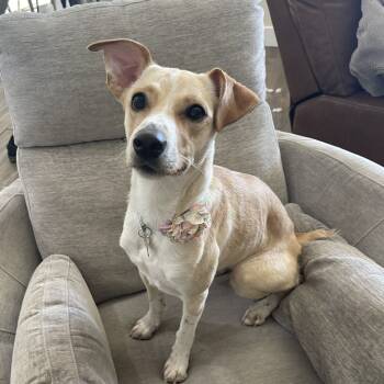 Rescue Whippet and Mixed Breed Dogs for Adoption in St. George, Utah - Honey | PetCurious