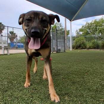 Shepherd Dogs Available for Adoption in Galveston, Texas - Kokette | PetCurious