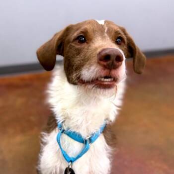 Poodle and American Staffordshire Terrier Dogs Available for Adoption in Winston-salem, North Carolina - Sundae | PetCurious