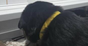 Belgian Shepherd Malinois and German Shepherd Dog Dogs Available for Adoption in Imlay City, Michigan - Bumble Bee (Aircraft Litter, Light Blue Collar) - Located In NV | PetCurious