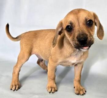 Mario -  Pug and Beagle Dog for Adoption in Morton Grove, Illinois - Mario | PetCurious