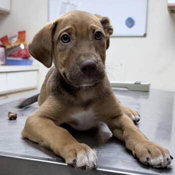 Odysseus-4920 -  Mixed Breed Dog for Adoption in Tyler, Texas - Odysseus-4920 | PetCurious