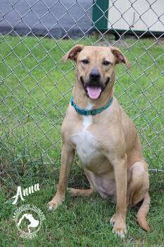 Anna -  Labrador Retriever Dog for Adoption in Dunkirk, New York - Anna | PetCurious