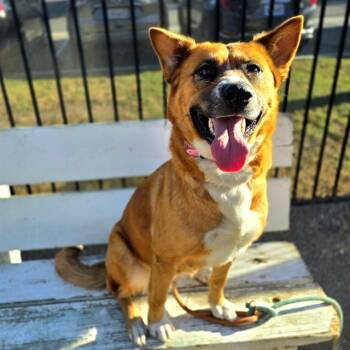 Rescue German Shepherd Dog and Akita Dogs for Adoption in Long Beach, California - GUINEVERE | PetCurious