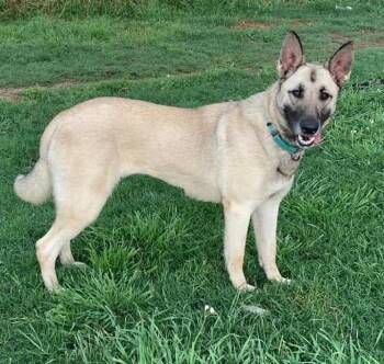 Rescue German Shepherd Dog Dogs for Adoption in Brookshire, Texas - Splenda | PetCurious